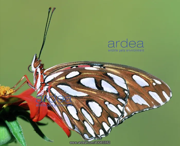 : Gulf Fritillary Butterfly : Gulf Fritillary Butterfly