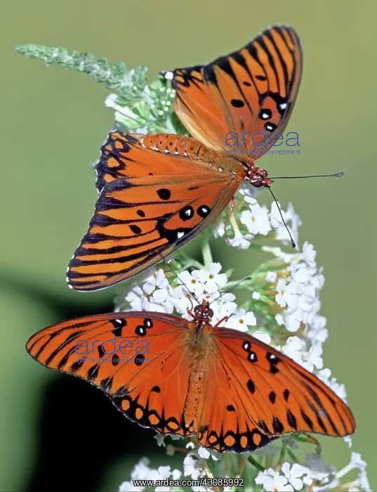 : Gulf Fritillary Butterfly : Gulf Fritillary Butterfly