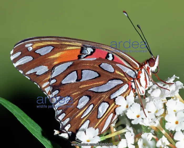 : Gulf Fritillary Butterfly : Gulf Fritillary Butterfly