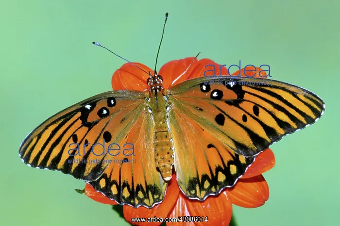 : Gulf Fritillary Butterfly : Gulf Fritillary Butterfly