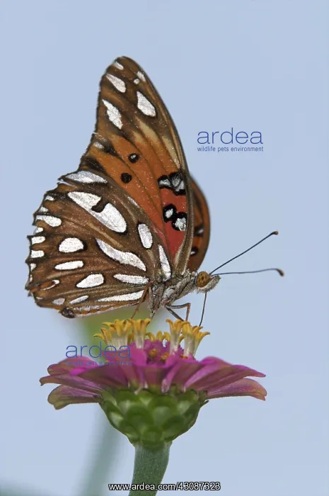 : Gulf Fritillary Butterfly : Gulf Fritillary Butterfly