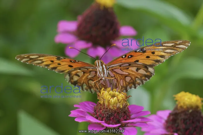 : Gulf Fritillary Butterfly : Gulf Fritillary Butterfly