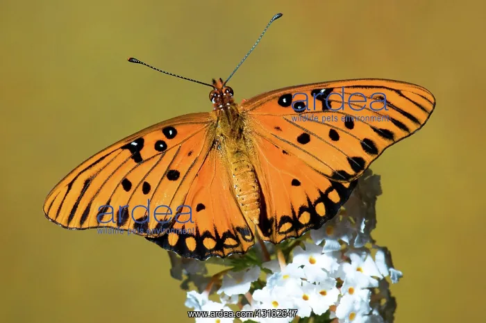 : Gulf Fritillary Butterfly : Gulf Fritillary Butterfly
