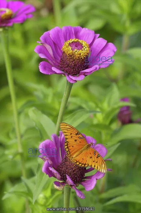 : Gulf Fritillary Butterfly : Gulf Fritillary Butterfly