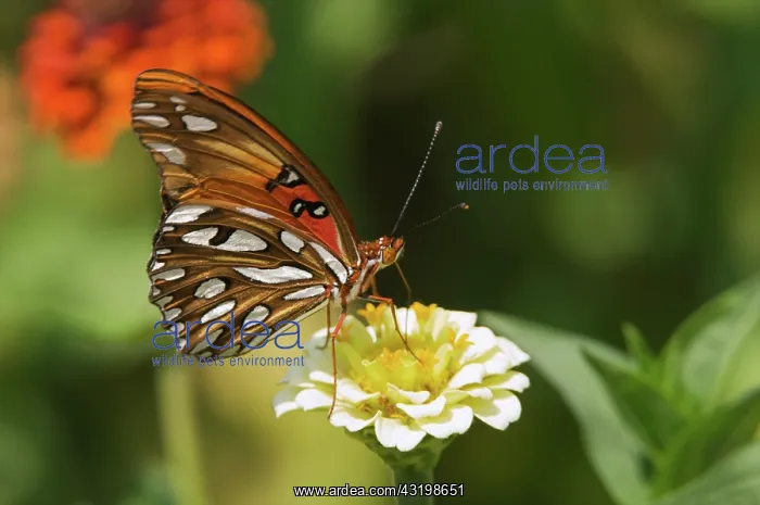 : Gulf Fritillary Butterfly : Gulf Fritillary Butterfly
