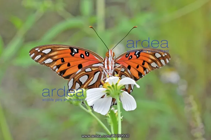 : Gulf Fritillary Butterfly : Gulf Fritillary Butterfly
