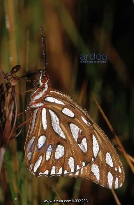 : Gulf Fritillary Butterfly : Gulf Fritillary Butterfly