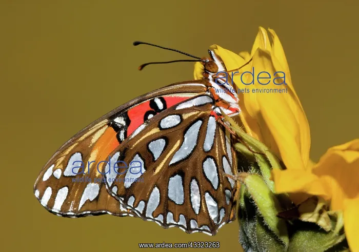 : Gulf Fritillary Butterfly : Gulf Fritillary Butterfly