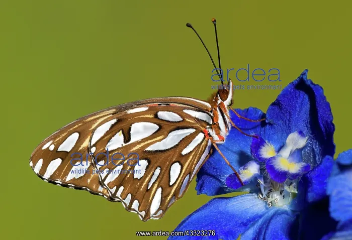  : Gulf Fritillary Butterfly