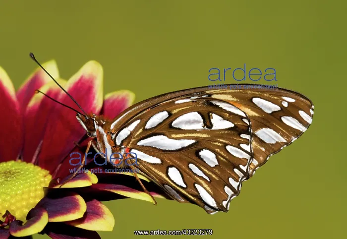 : Gulf Fritillary Butterfly : Gulf Fritillary Butterfly