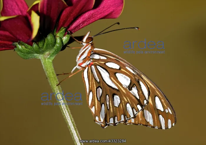 : Gulf Fritillary Butterfly : Gulf Fritillary Butterfly