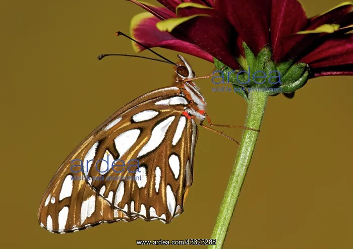 : Gulf Fritillary Butterfly : Gulf Fritillary Butterfly
