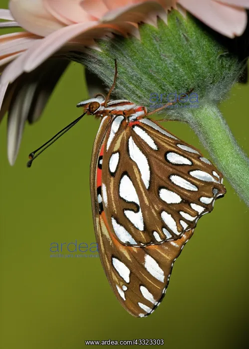 : Gulf Fritillary Butterfly : Gulf Fritillary Butterfly