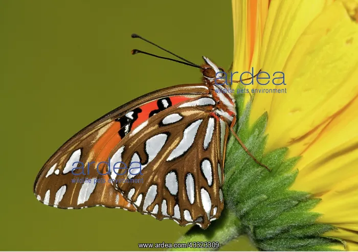 : Gulf Fritillary Butterfly : Gulf Fritillary Butterfly