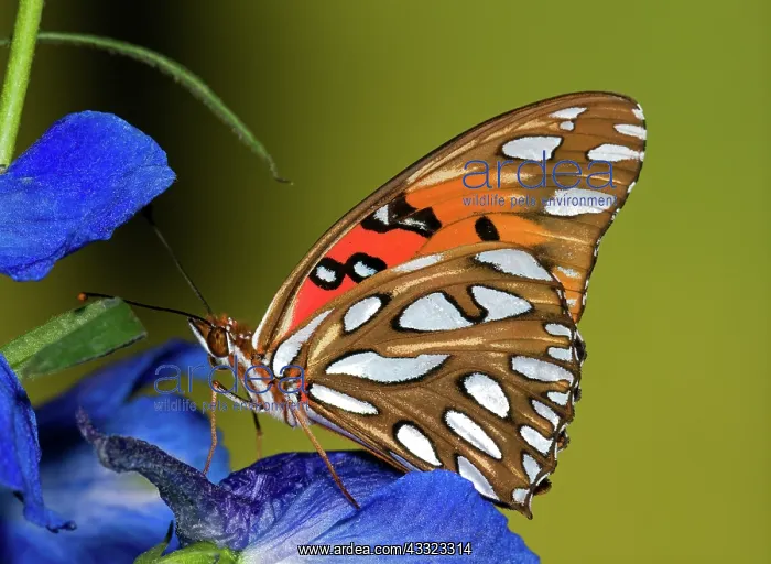 : Gulf Fritillary Butterfly : Gulf Fritillary Butterfly