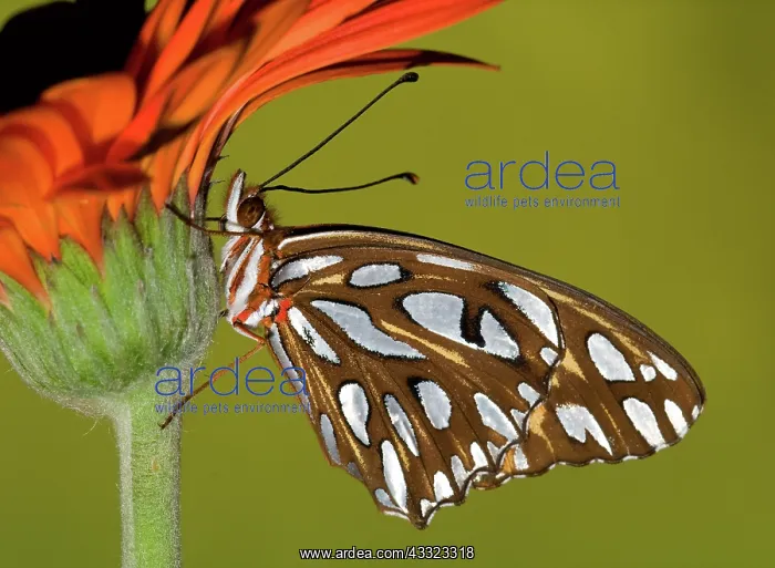 : Gulf Fritillary Butterfly : Gulf Fritillary Butterfly