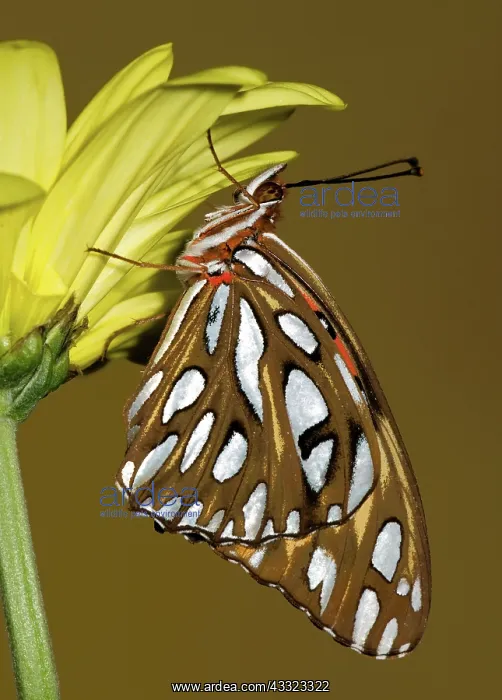 : Gulf Fritillary Butterfly : Gulf Fritillary Butterfly
