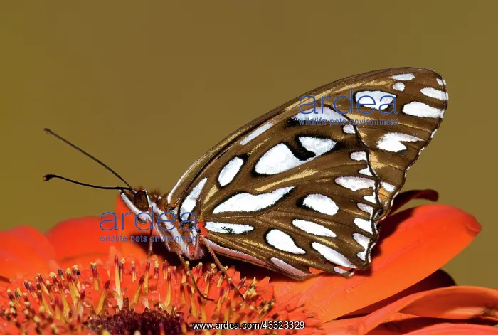 : Gulf Fritillary Butterfly : Gulf Fritillary Butterfly