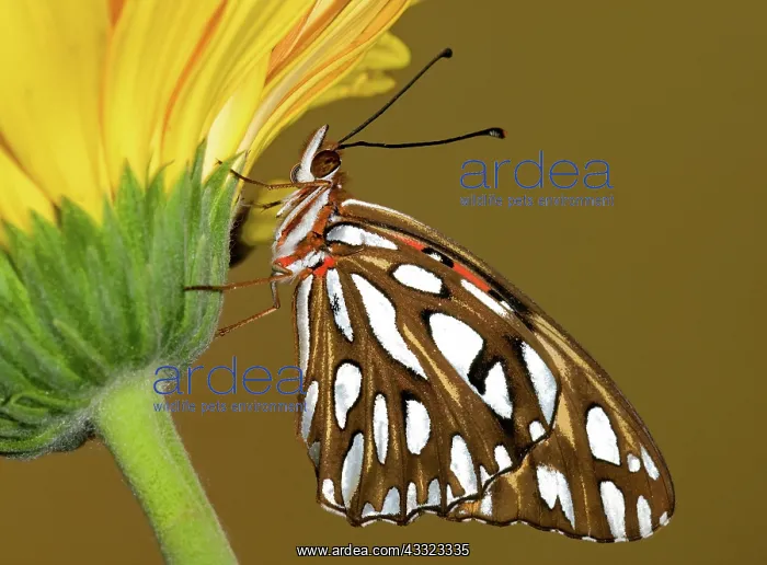 : Gulf Fritillary Butterfly : Gulf Fritillary Butterfly