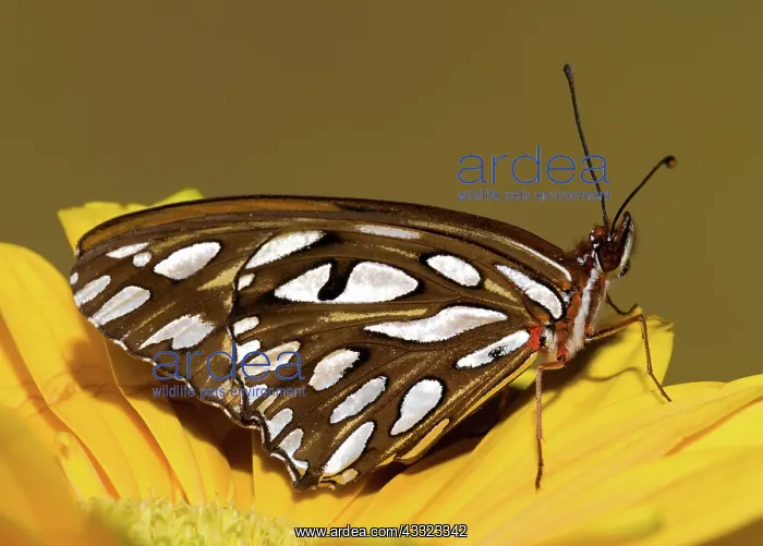 : Gulf Fritillary Butterfly : Gulf Fritillary Butterfly