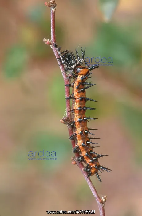 : Gulf Fritillary Caterpillar : Gulf Fritillary Caterpillar