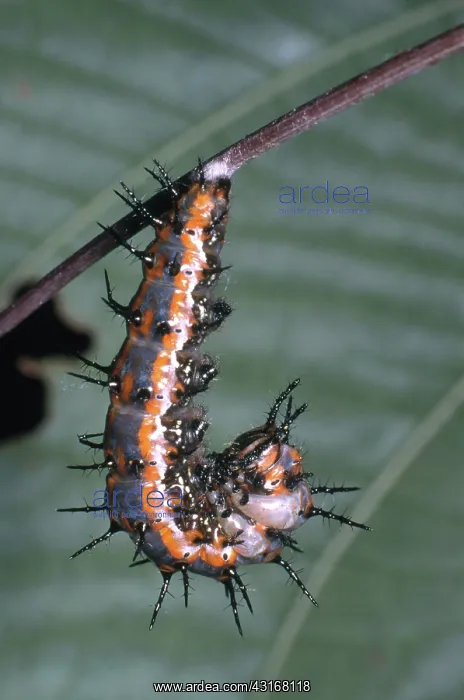 : Gulf Fritillary Caterpillar : Gulf Fritillary Caterpillar
