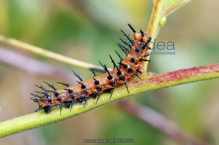 : Gulf Fritillary Caterpillar : Gulf Fritillary Caterpillar