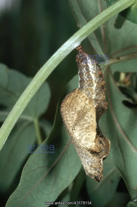  : Gulf Fritillary Chrysalis