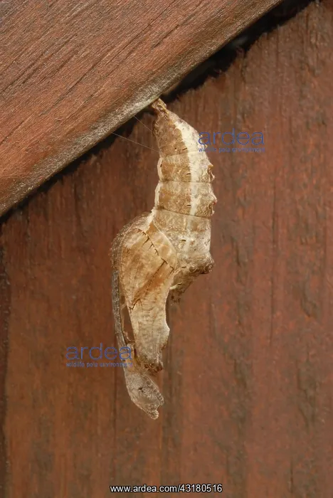 : Gulf Fritillary Chrysalis : Gulf Fritillary Chrysalis