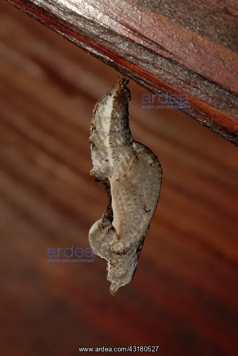 : Gulf Fritillary Chrysalis : Gulf Fritillary Chrysalis