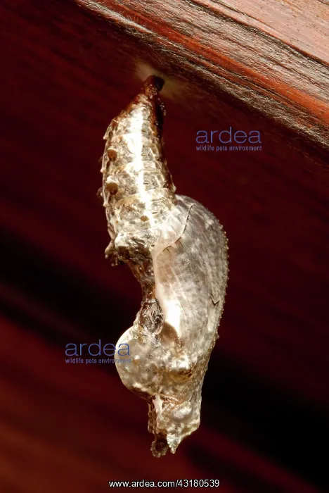 : Gulf Fritillary Chrysalis : Gulf Fritillary Chrysalis