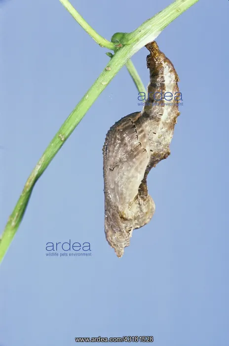 : Gulf Fritillary Chrysalis : Gulf Fritillary Chrysalis