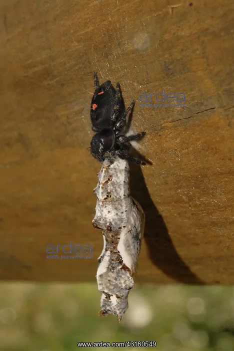 : Gulf Fritillary Eaten By Jumping Spider : Gulf Fritillary Eaten By Jumping Spider