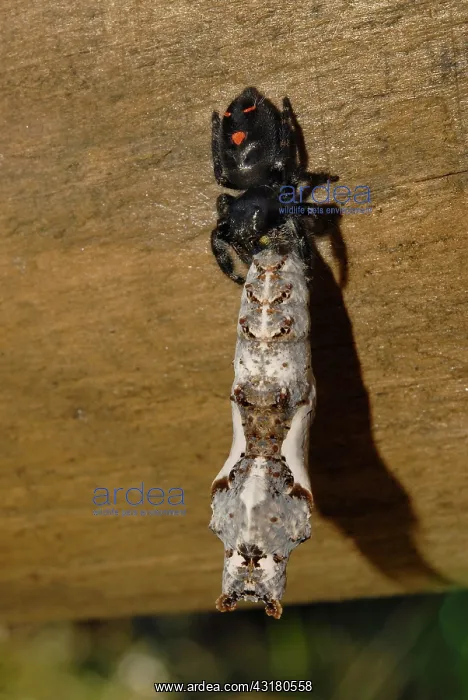  : Gulf Fritillary Eaten By Spider