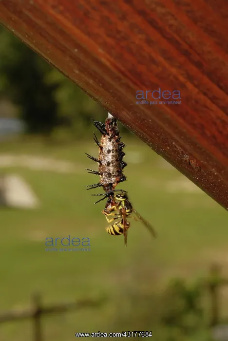 : Gulf Fritillary Eaten By Wasp : Gulf Fritillary Eaten By Wasp