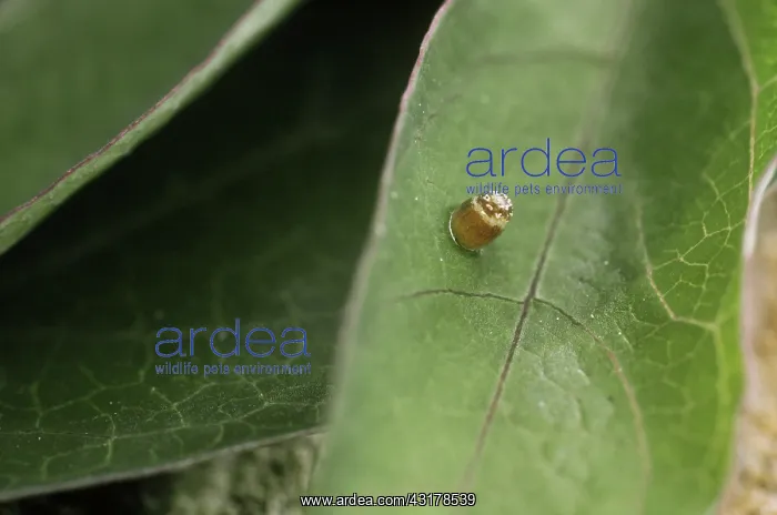 : Gulf Fritillary Egg : Gulf Fritillary Egg