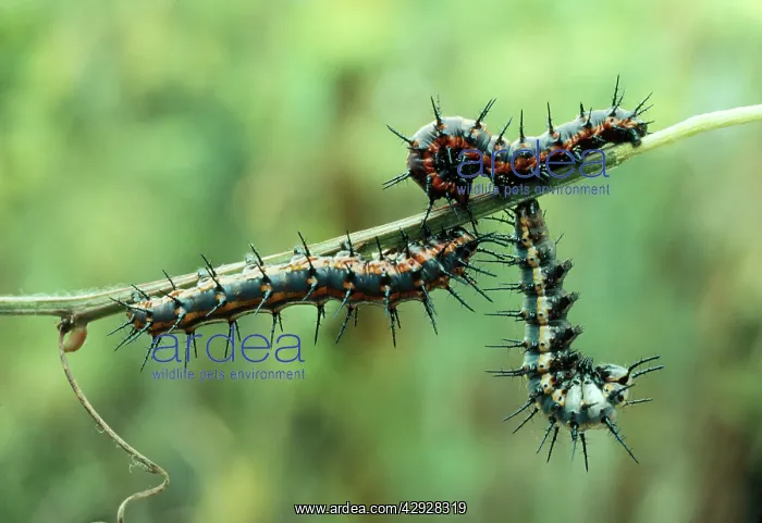 : GULF FRITILLARY LARVA / Caterpillar - Larvae stage : GULF FRITILLARY LARVA / Caterpillar - Larvae stage