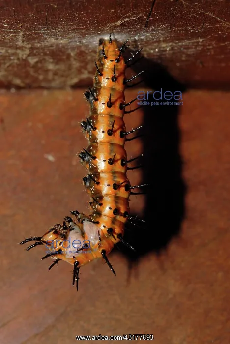 : Gulf Fritillary Prepupae : Gulf Fritillary Prepupae