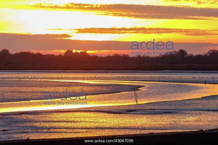 : Gulf of Morbihan, Marais du Duer at sunset : Gulf of Morbihan, Marais du Duer at sunset