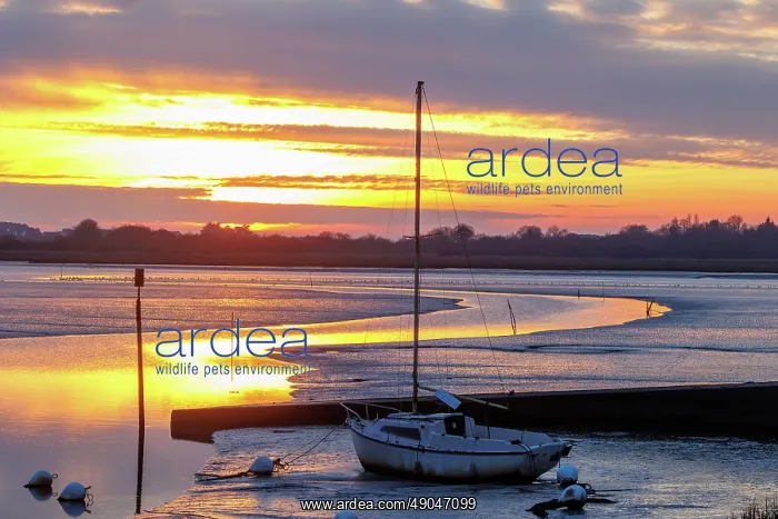 : Gulf of Morbihan, Marais du Duer at sunset : Gulf of Morbihan, Marais du Duer at sunset