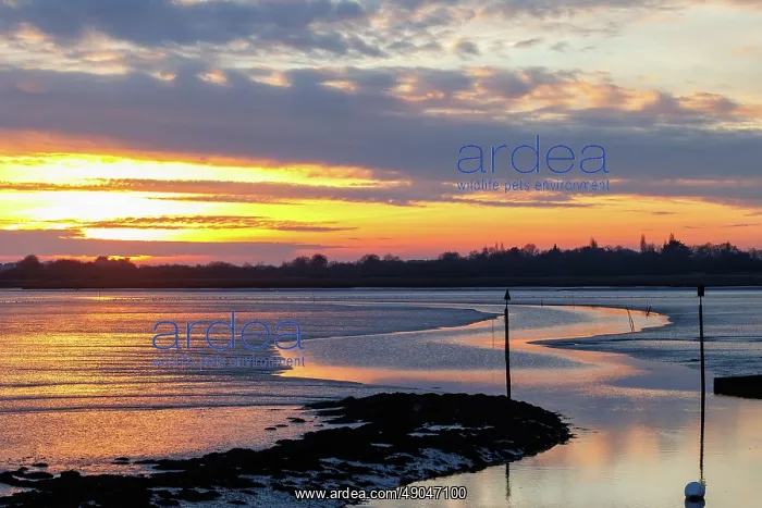 : Gulf of Morbihan, Marais du Duer at sunset : Gulf of Morbihan, Marais du Duer at sunset