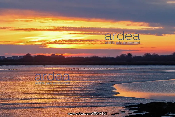 : Gulf of Morbihan, Marais du Duer at sunset : Gulf of Morbihan, Marais du Duer at sunset