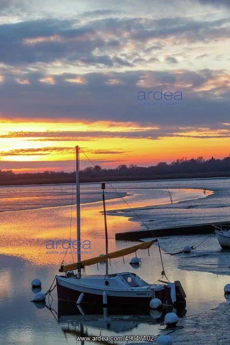 : Gulf of Morbihan, Marais du Duer at sunset : Gulf of Morbihan, Marais du Duer at sunset