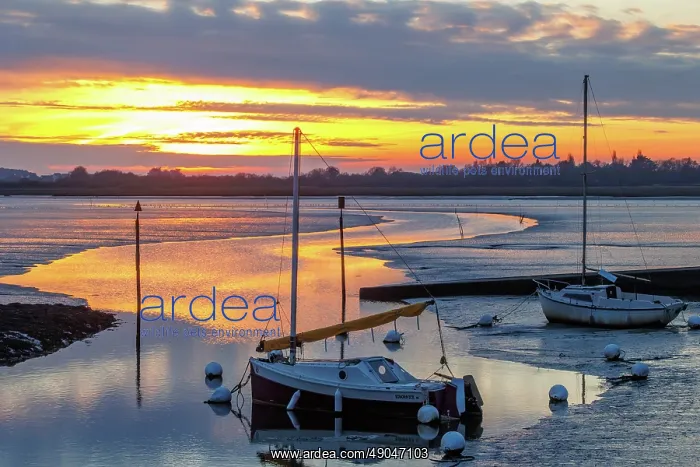 : Gulf of Morbihan, Marais du Duer at sunset : Gulf of Morbihan, Marais du Duer at sunset