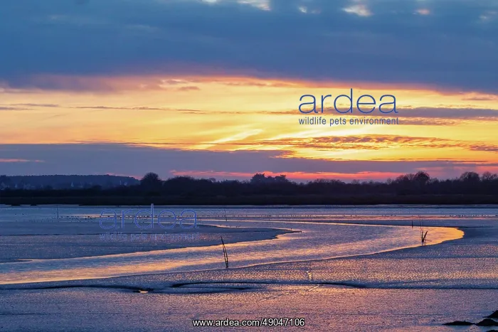 : Gulf of Morbihan, Marais du Duer at sunset : Gulf of Morbihan, Marais du Duer at sunset