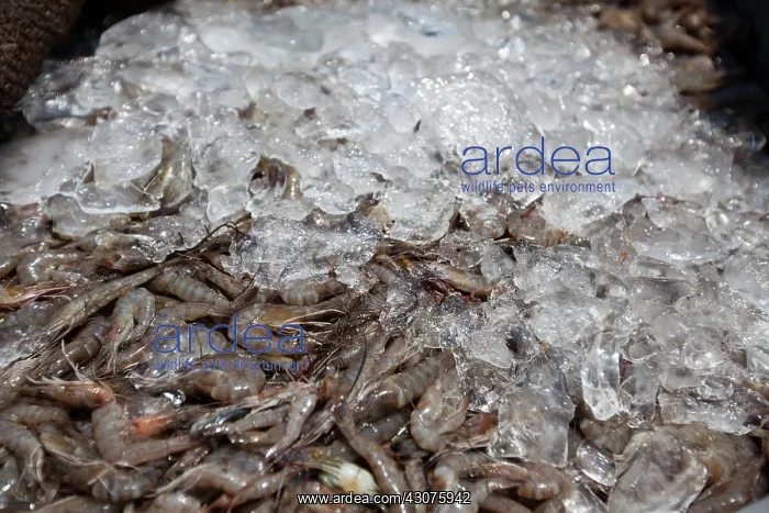 : Gulf Shrimp : Gulf Shrimp