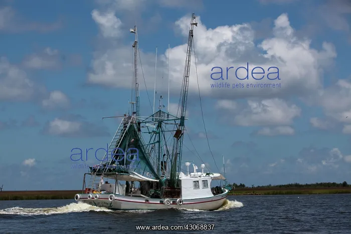: Gulf Shrimp Boat : Gulf Shrimp Boat