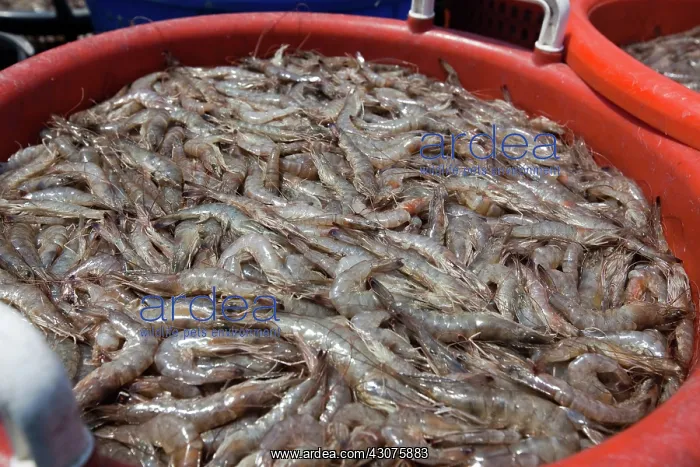 : Gulf Shrimp Harvest : Gulf Shrimp Harvest