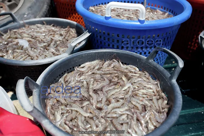 : Gulf Shrimp Harvest : Gulf Shrimp Harvest