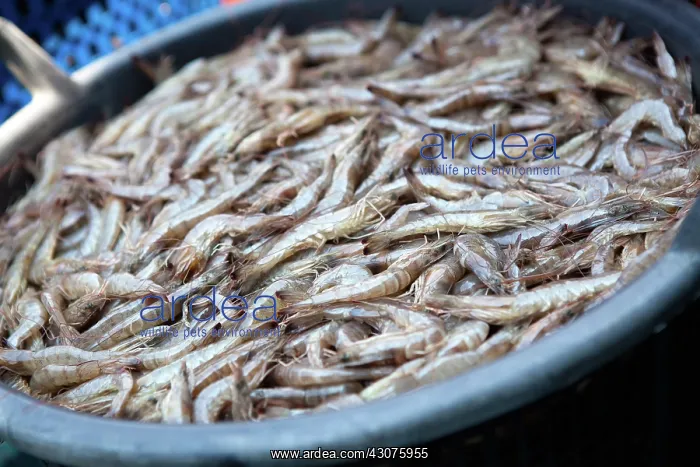 : Gulf Shrimp Harvest : Gulf Shrimp Harvest